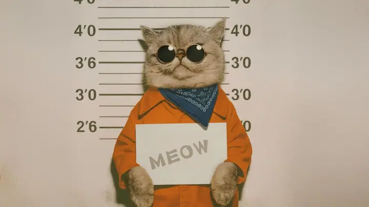 Meow 分鏡 9